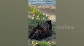 Scenic tower tourists get rare view of mother bear nursing cubs