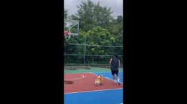 A Basketball-Loving Corgi