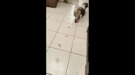 Muddy Dog Dances on Clean Floors