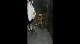 Elevator Standoff: Kid vs Dog