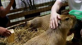 Beyond Cats and Dogs, Unveiling Rare Pets at Bangkok's Pet Expo
