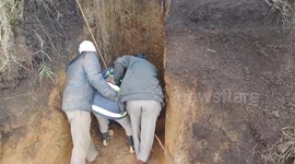 Kodaikanal: Forest Department Rescues Wild Gaur from 50-foot Well