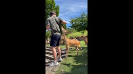 Nara Deer Nibbles At Man's Back Pocket