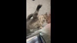 Cat playfully “fights” with owner through curtain in Guangxi, China