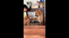 Dog reacts with bared teeth while owner dries its paws in Guangdong, China