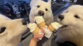 Three dogs enjoy ice cream cones together in Guangdong, China