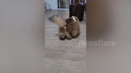 Playful birds ride on friend cat's tail