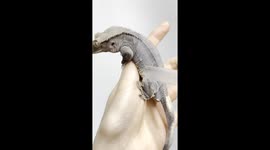 Crested Gecko Skin Balloon