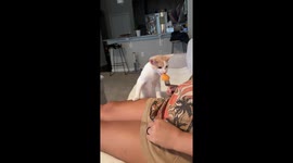Kitten Tries Cantaloupe for the First Time