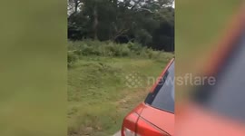 India: Attempt to capture photo of wild elephant turns dangerous as tourist gets trampled, urgently taken to hospital