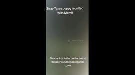 Volunteer reunited stray puppy with worried mother in Texas