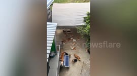 Dozens of cute Corgi dogs play in backyard