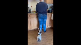 Cat Insists on Being a Part of Dishwashing