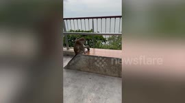 Wild monkey drinks can of beer left at viewpoint
