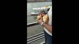 Woman tries to feed bread to fish only for it to be stale and hard