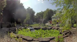 Massive Bear Spotted Walking On Two Legs In Townsend Backyard