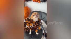 Cute chihuahua wears adorably unscary Halloween outfit
