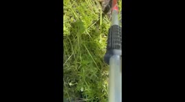 Deputy Relocates Alligator Found Near Florida School at Dismissal