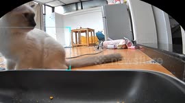 Hilarious moment pet cat leaps in fright when automatic feeder suddenly activates