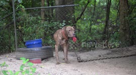 US: Brutal Dogfighting Operations Raided In South Carolina, 18 Dogs Rescued
