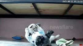 Dog looks like a doll while keeping so still on CCTV