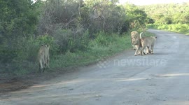 Lioness picks up a piece of a roadworks sign and big Lion smacks Lioness in the face.