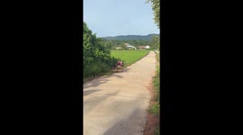 Passerby carries runaway giant tortoise back to its owner's home