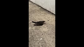 Injured starling rescued by couple and nursed back to health