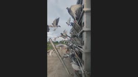 Spectacular moment pigeon fancier releases thousands of birds