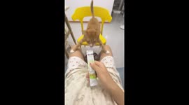 Foodie Cat Falls for Human Tricks