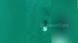 Great white shark caught defecating in open water in rare video