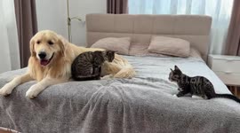 Two kittens cling to dog despite its attempts to move in Hebei, China