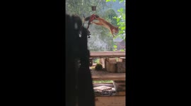 Squirrel rides smoke-breathing dragon in Swedish garden