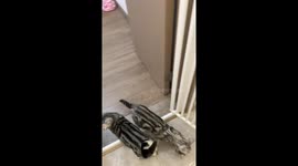 Mother cat accidentally drops kitten into trash can in Zhejiang, China