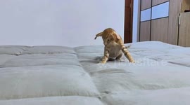 Playful Oriental Shorthair cat in Guangdong, China