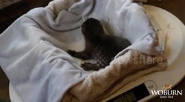 Woburn Safari Park Experiences Summer Baby Boom