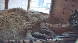 Amur Tiger Cubs Born At Knowsley Safari Park