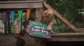 London Zoo's Asiatic Lions Celebrate World Lion Day