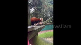 Banham Zoo in East Anglia has had an incredibly adorable double arrival - red panda twins! 2/2