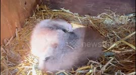 Banham Zoo in East Anglia has had an incredibly adorable double arrival - red panda twins! 1/2