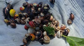 British scientists join Cuban effort to save 'world's most beautiful snails' 2/2