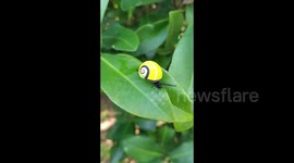 British scientists join Cuban effort to save 'world's most beautiful snails' 1/2