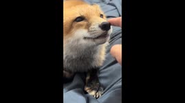 Playful interaction with a fox in Zhejiang, China
