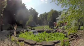 Bear caught on camera playing in family's back yard