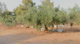Jordan: Heatwave brings great impact on Jordan’s agricultural production, particularly beekeeping