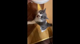 Hungry cat eagerly chases food bowl in Zhejiang, China