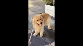 Dog slips free from leash in Jiangxi, China