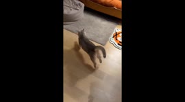 Cat dives into beanbag chair in Shanghai, China