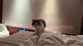 Playful cat responds to sounds in Hunan, China