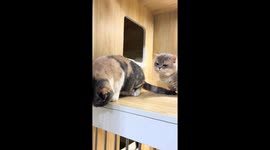 Cat scratches friend’s tail, causing a scolding in Liaoning, China